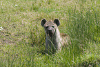 spotted hyena