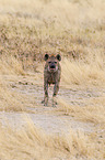 spotted hyena