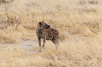 spotted hyena