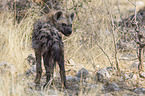 spotted hyena