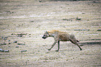 running Spotted Hyena