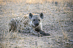 lying Spotted Hyena