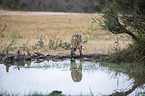 standing Spotted Hyena