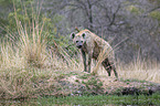 standing Spotted Hyena