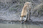 standing Spotted Hyena