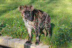 spotted hyena