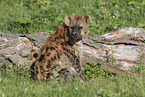 spotted hyena