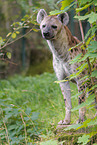 spotted hyena