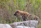 spotted hyena