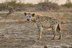 spotted hyena