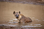 spotted hyena