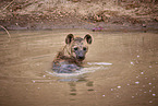 spotted hyena