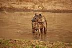 spotted hyena