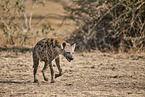 spotted hyena