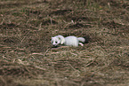 stoat