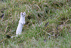 stoat