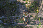 Sumatran Tiger