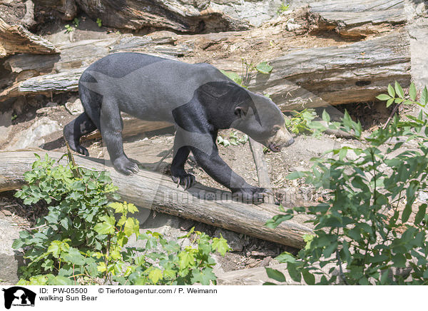 laufender Malaienbr / walking Sun Bear / PW-05500