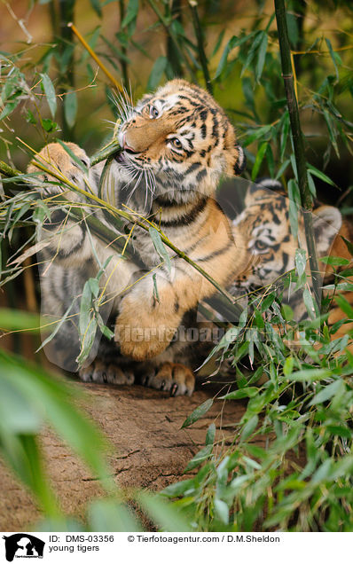 young tigers / DMS-03356