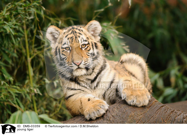 young tiger / DMS-03359