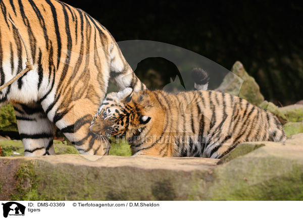 Tiger / tigers / DMS-03369