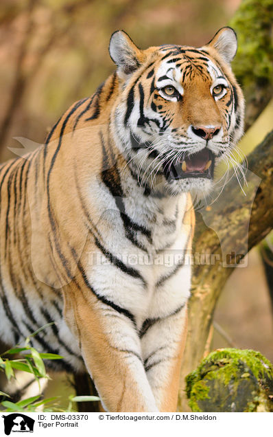 Tiger Portrait / DMS-03370