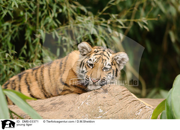 young tiger / DMS-03371