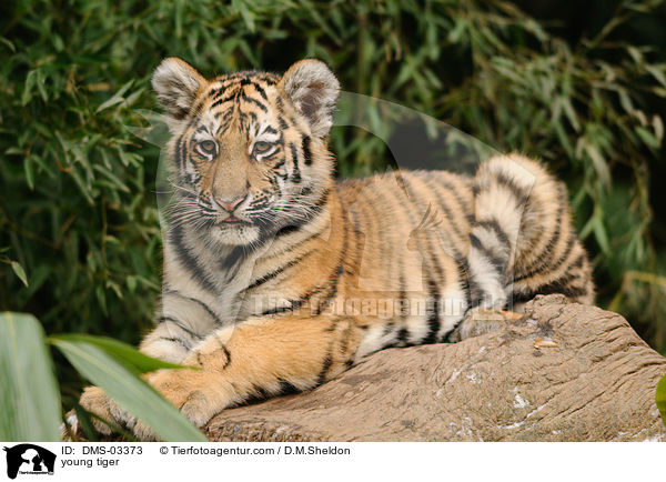 young tiger / DMS-03373