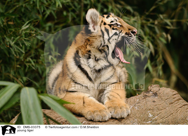 young tiger / DMS-03375