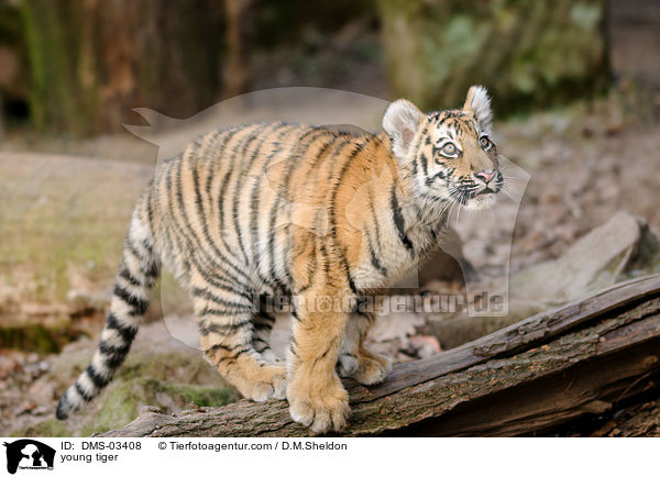 junger Tiger / young tiger / DMS-03408