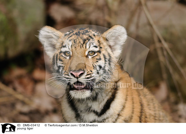 junger Tiger / young tiger / DMS-03412