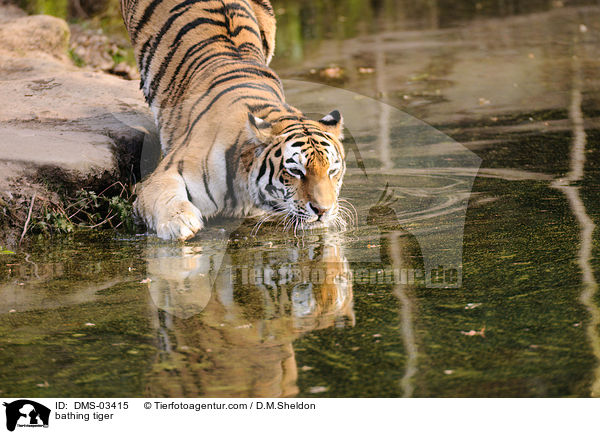 bathing tiger / DMS-03415