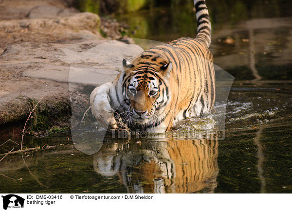 badender Tiger / bathing tiger / DMS-03416