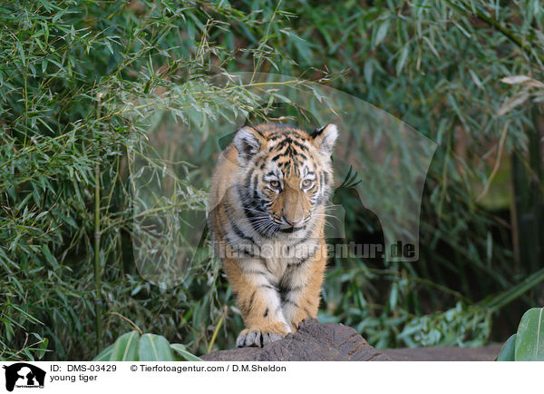 junger Tiger / young tiger / DMS-03429