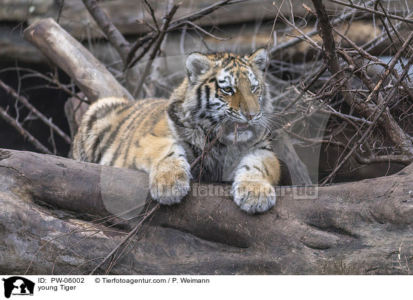 junger Tiger / young Tiger / PW-06002