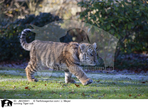 rennender junger Tiger / running Tiger cub / JM-04841