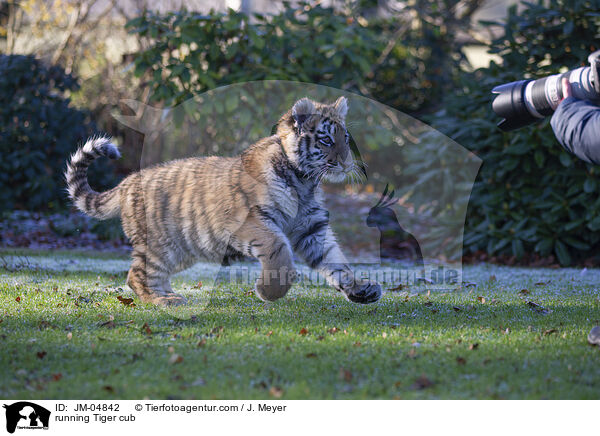 rennender junger Tiger / running Tiger cub / JM-04842