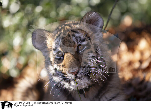 junger Tiger Portrait / Tiger cub portrait / JM-04904