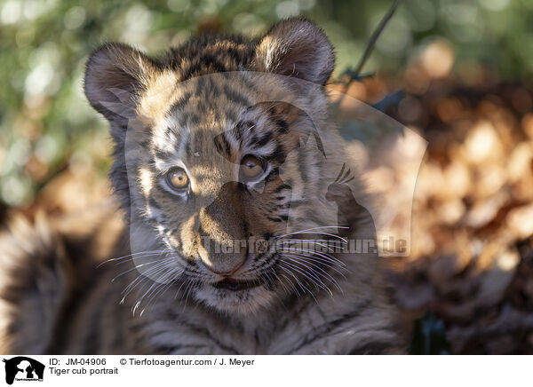 junger Tiger Portrait / Tiger cub portrait / JM-04906