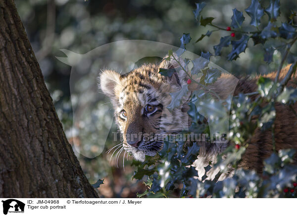 junger Tiger Portrait / Tiger cub portrait / JM-04968