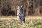 running Tiger cub