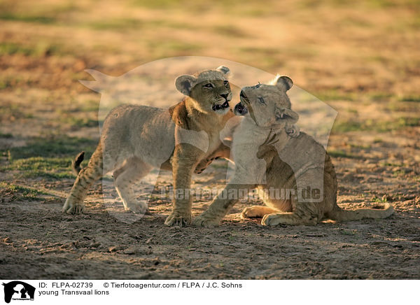 junge Transvaal-Lwen / young Transvaal lions / FLPA-02739