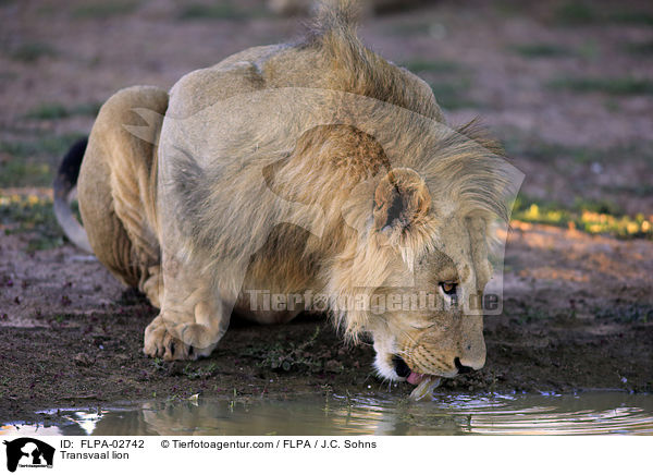 Transvaal-Lwe / Transvaal lion / FLPA-02742