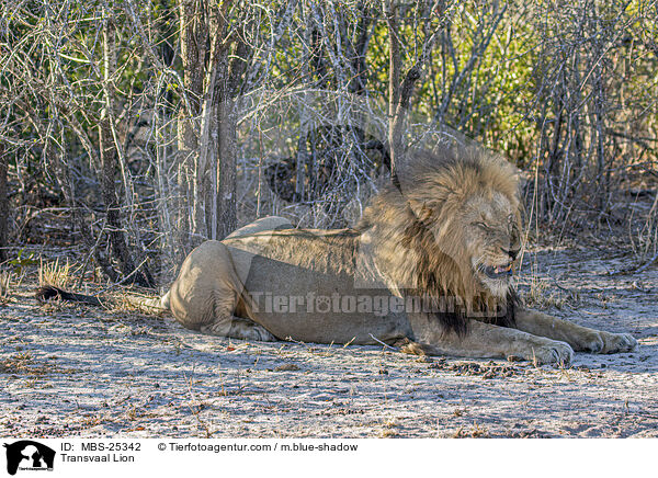 Transvaal-Lwe / Transvaal Lion / MBS-25342