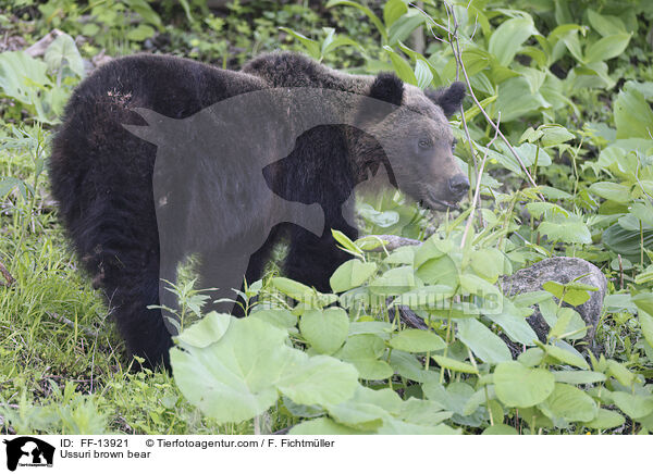 Ussuri-Braunbr / Ussuri brown bear / FF-13921