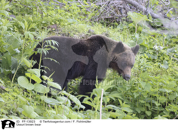 Ussuri-Braunbr / Ussuri brown bear / FF-13923