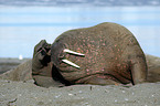 walrus