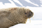 walrus