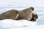 walrusses