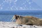 walrus